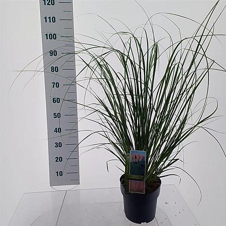 Cortaderia s. 'Pink Feather' Pot 6 Liter 50 - 60 cm