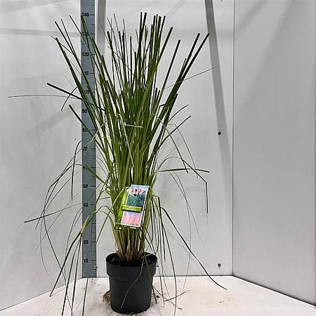 Cortaderia s. 'Pink Feather' Pot 6 Liter 50 - 60 cm