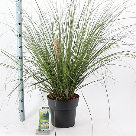 Cortaderia s. 'Pumila' Pot 12 liter 60 - 80 cm