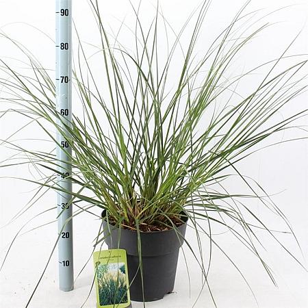 Cortaderia s. 'Pumila' Pot 12 liter 60 - 80 cm