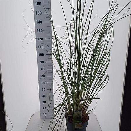 Cortaderia s. 'Pumila' Pot 12 liter 60 - 80 cm