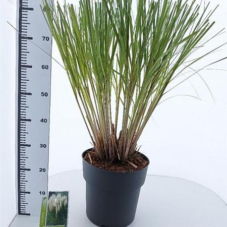 Cortaderia s. 'Pumila' Pot 12 liter 60 - 80 cm