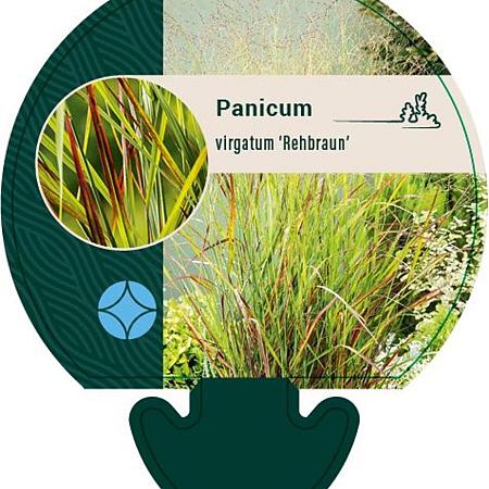 Panicum virgatum 'Rehbraun' Pot 9 cm
