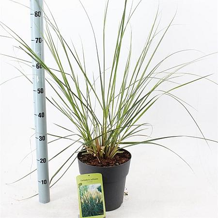 Cortaderia s. 'Pumila' Pot 6 Liter 50 - 60 cm
