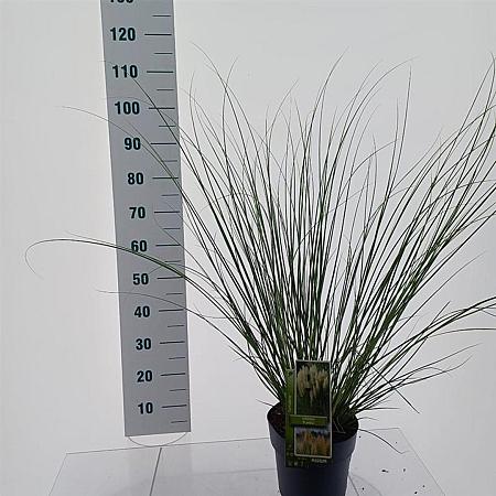 Cortaderia s. 'Pumila' Pot 6 Liter 50 - 60 cm