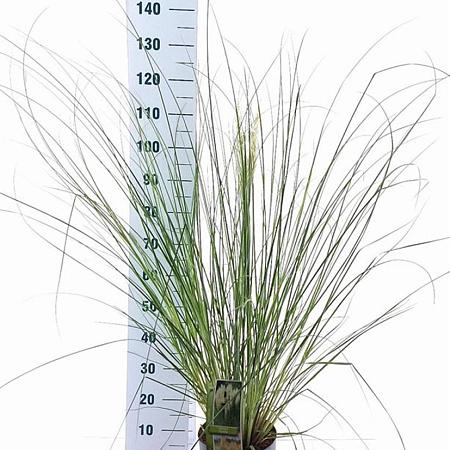 Cortaderia s. 'Pumila' Pot 6 Liter 50 - 60 cm