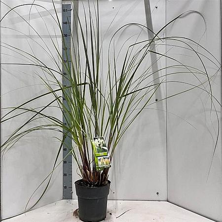Cortaderia s. 'Pumila' Pot 6 Liter 50 - 60 cm