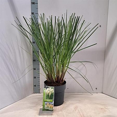 Cortaderia s. 'Pumila' Pot 6 Liter 50 - 60 cm
