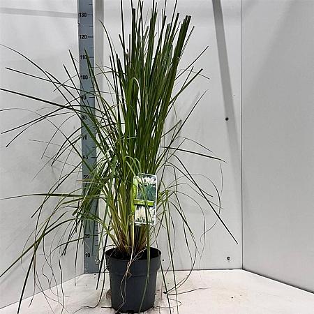 Cortaderia s. 'White Feather' Pot 5 Liter 50 - 60 cm