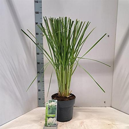 Cortaderia s. 'White Feather' Pot 5 Liter 50 - 60 cm