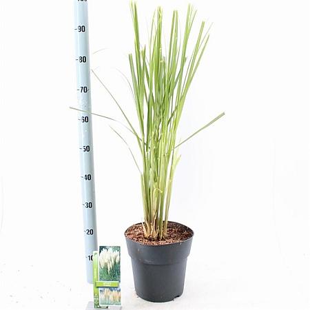 Cortaderia s. 'White Feather' Pot 5 Liter 50 - 60 cm