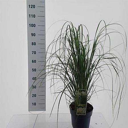Cortaderia s. 'White Feather' Pot 5 Liter 50 - 60 cm
