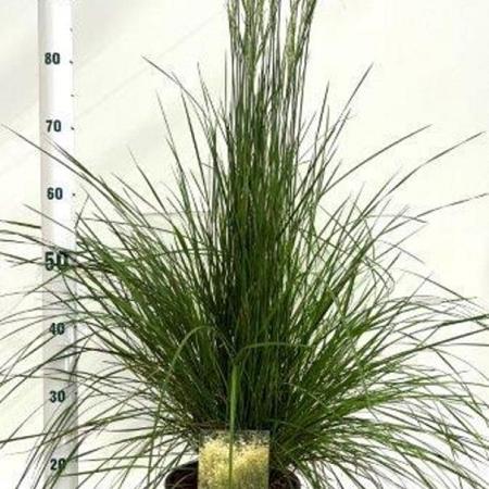 Deschampsia cesp. 'Goldschleier' Pot 4 Liter 