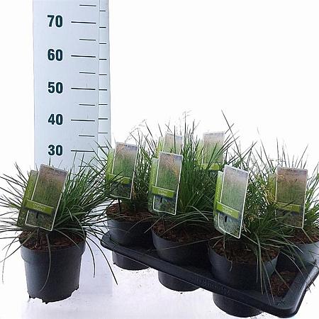 Deschampsia cesp. 'Goldtau' Pot 2 Liter40 - 60 cm