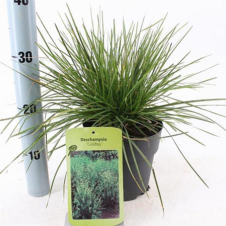 Deschampsia cesp. 'Goldtau' Pot 2 Liter40 - 60 cm
