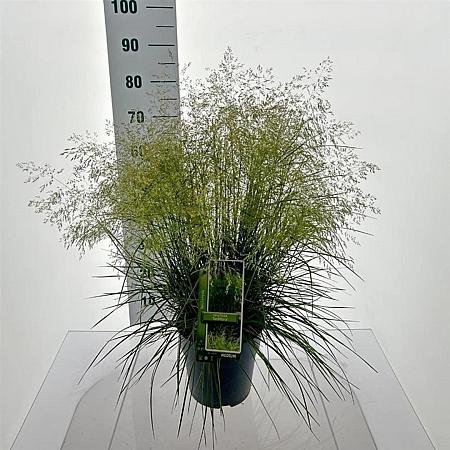 Deschampsia cesp. 'Tardiflora' Pot 12 liter 80 - 100 cm