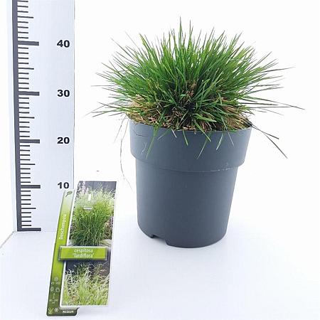 Deschampsia cesp. 'Tardiflora' Pot 12 liter 80 - 100 cm