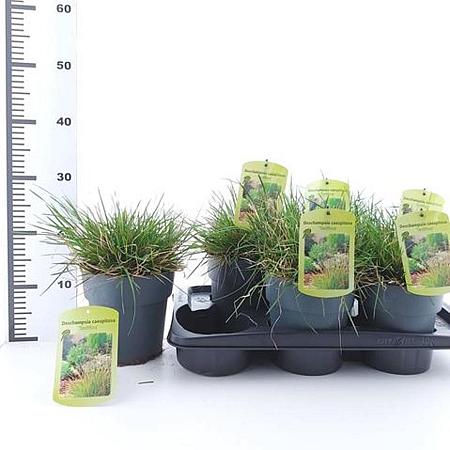 Deschampsia cesp. 'Tardiflora' Pot 2 Liter40 - 60 cm