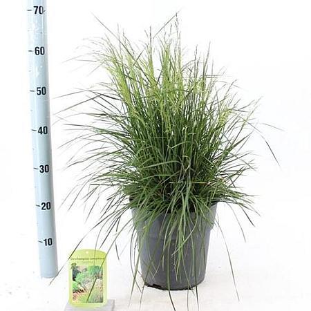 Deschampsia cesp. 'Tardiflora' Pot 6 Liter 60 - 80 cm