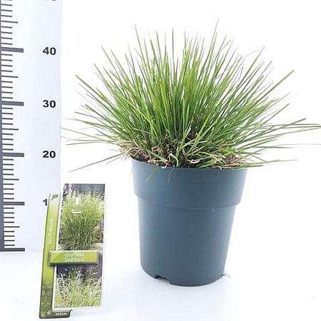 Deschampsia cesp. 'Tardiflora' Pot 6 Liter 60 - 80 cm