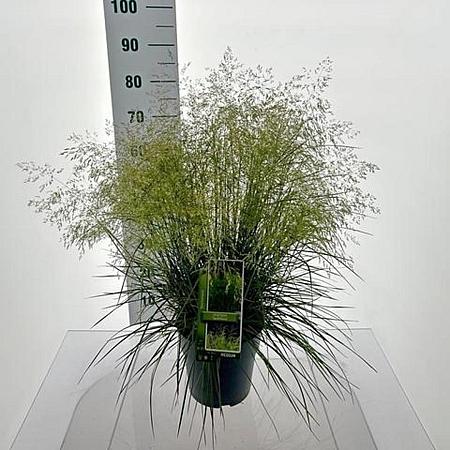 Deschampsia cesp. 'Tardiflora' Pot 6 Liter 60 - 80 cm