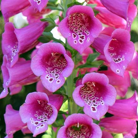 Digitalis purpurea Pot 2 Liter