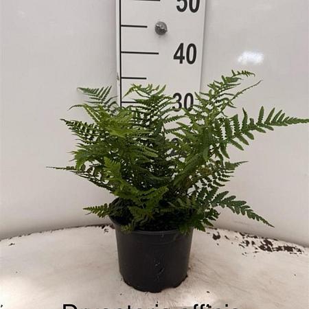 Dryopteris affinis Pot 2 Liter 20 - 30 cm
