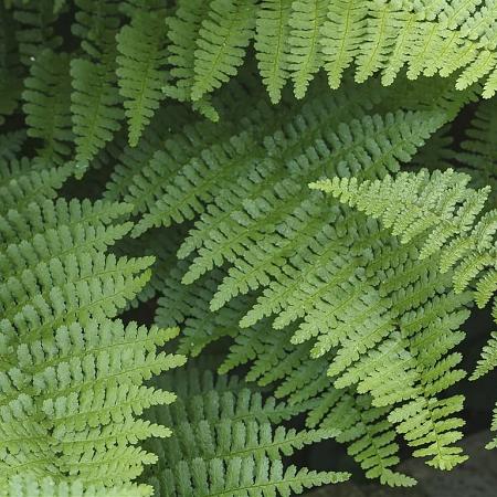 Dryopteris erythrosora Pot 2 Liter 20 - 30 cm