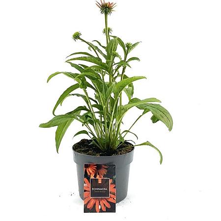 Echinacea Lakota Orange Pot 2 Liter
