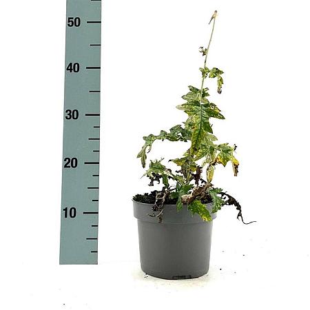 Echinops bannaticus 'Taplow Blue' Pot 2 Liter