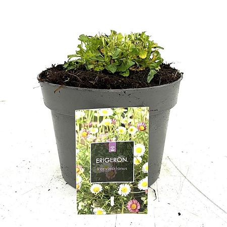 Erigeron karvinskianus Pot 2 Liter