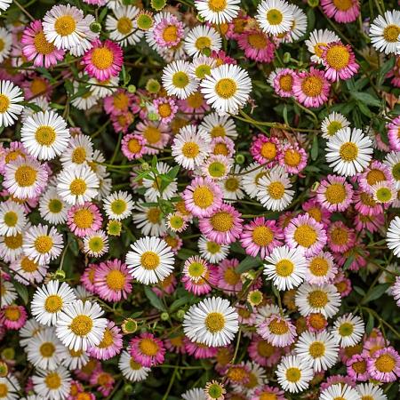 Erigeron karvinskianus Pot 2 Liter