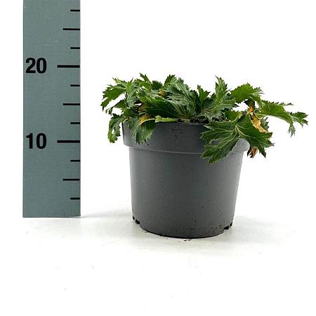 Eryngium zabelii 'Big Blue' Pot 2 Liter