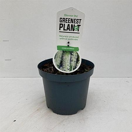 Eucomis autumnalis Pot 3 Liter 30 - 40 cm