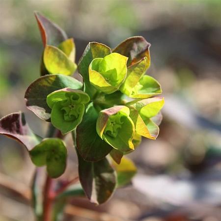 Euphorbia amygdal. 'Purpurea' Pot 2 Liter