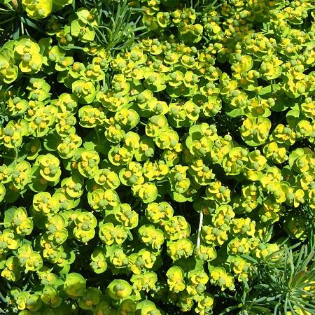 Euphorbia amygdal. robbiae Pot 2 Liter