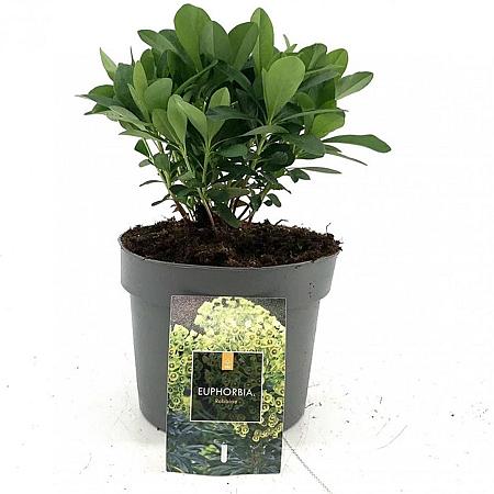 Euphorbia amygdal. robbiae Pot 2 Liter
