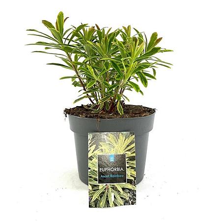 Euphorbia 'Ascot Rainbow' Pot 2 Liter