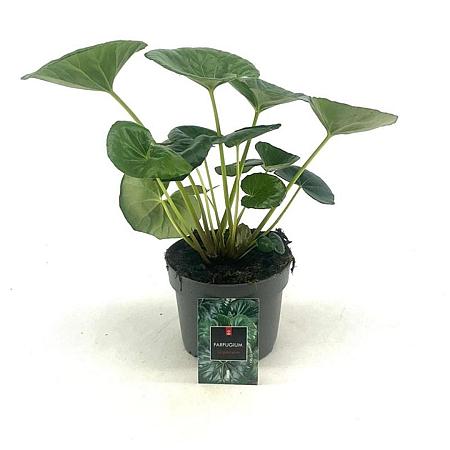 Farfugium japonicum giganteum Pot 2 Liter