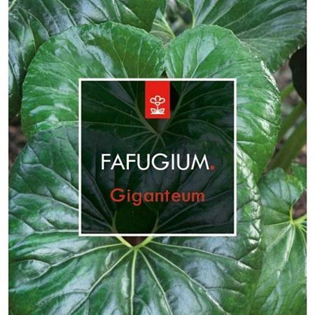 Farfugium japonicum giganteum Pot 5 Liter 