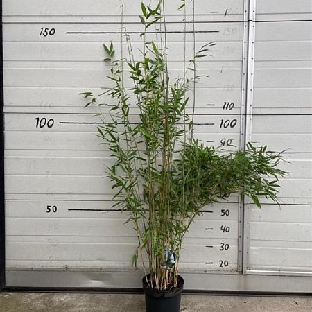 Fargesia 'Obelisk' Pot 2 Liter60 - 80 cm