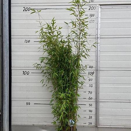 Fargesia 'Obelisk' Pot 10 liter 125 - 150 cm