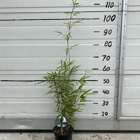 Fargesia robusta 'Campbell' Pot 2 Liter50 - 60 cm