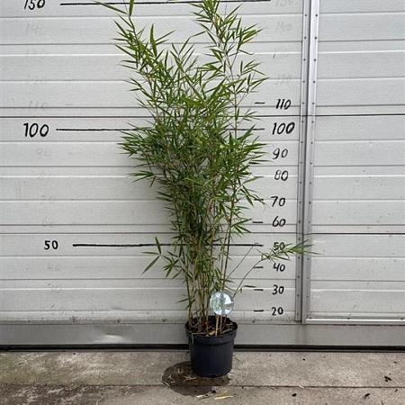 Fargesia robusta 'Campbell' Pot 5 Liter 100 - 125 cm