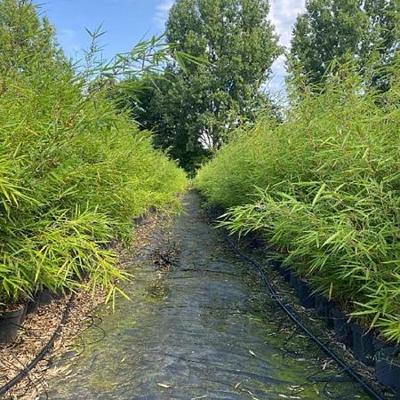 Fargesia robusta 'Campbell' Pot 5 Liter 100 - 125 cm