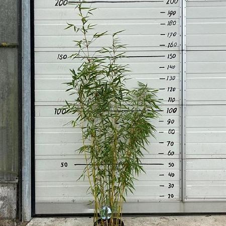 Fargesia robusta 'Campbell' Pot 5 Liter 100 - 125 cm