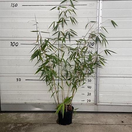 Fargesia robusta 'Wolong' Pot 5 Liter 60 - 80 cm