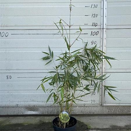 Fargesia robusta 'Wolong' Pot 5 Liter 60 - 80 cm