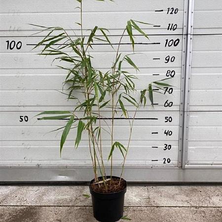 Fargesia robusta 'Wolong' Pot 5 Liter 60 - 80 cm