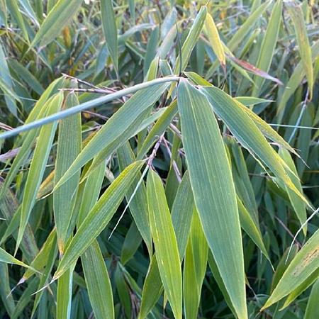 Fargesia robusta 'Wolong' Pot 10 liter 125 - 150 cm